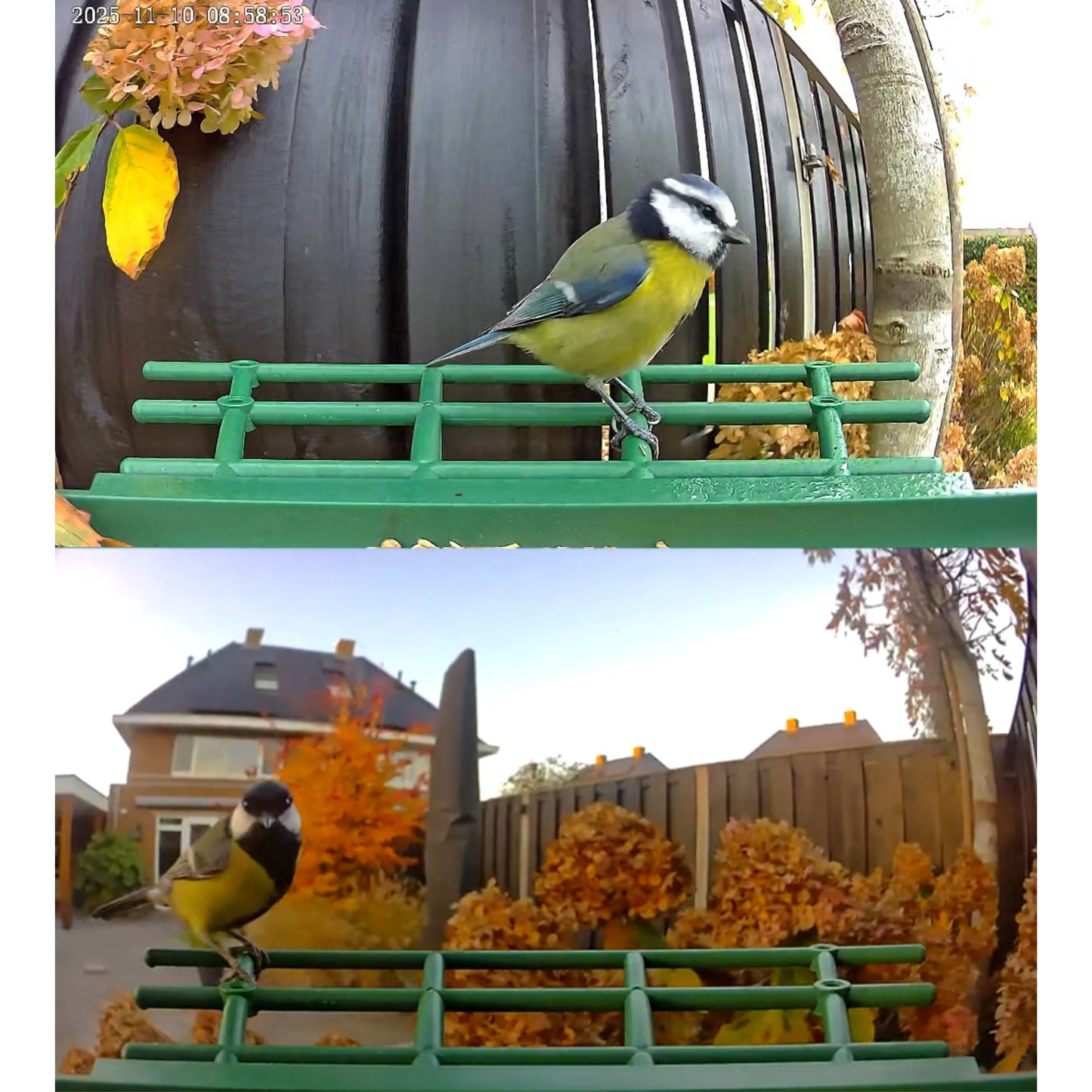 Vogelvoedersilo - 2K HD Camera - AI Vogelherkenning - Dubbel Zonnepaneel