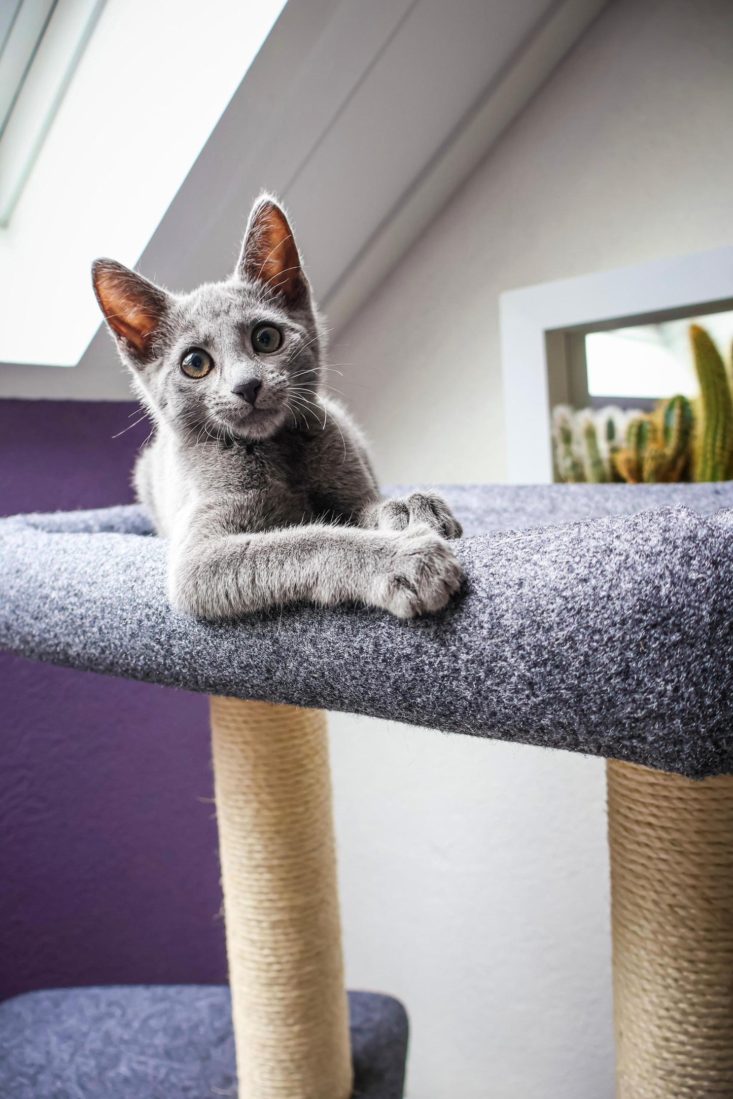 Katten krabpaal Candy - klimboom - grijs