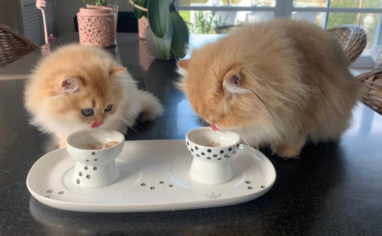 Necoichi dienblad inclusief twee bakjes voor katten