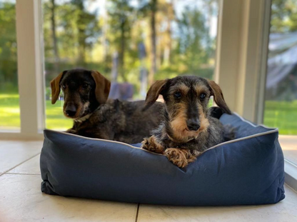 Huisdierenmand Bastiaan voor katten of honden maat S