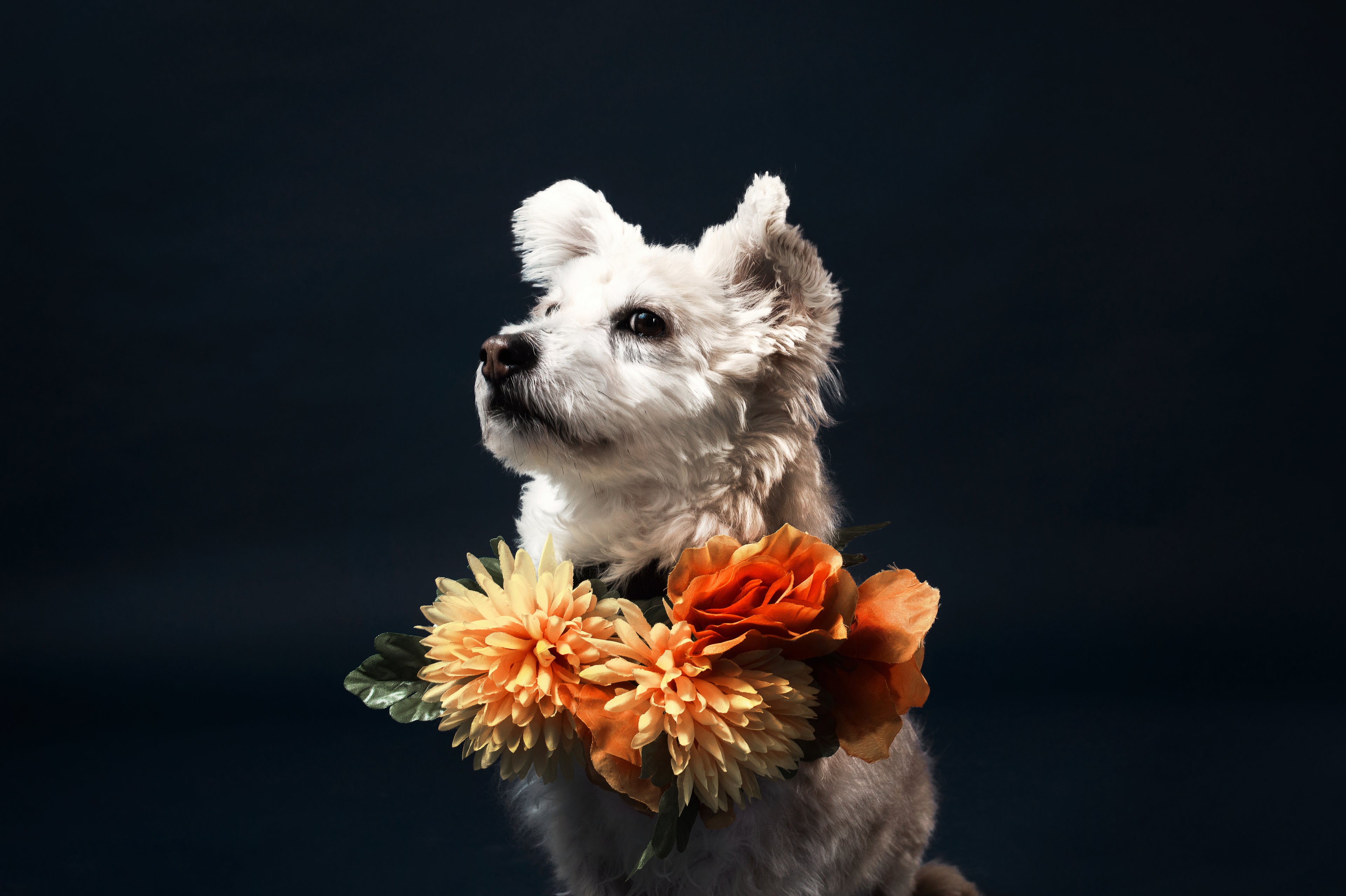 Wit hondje in een bloemen sjaal