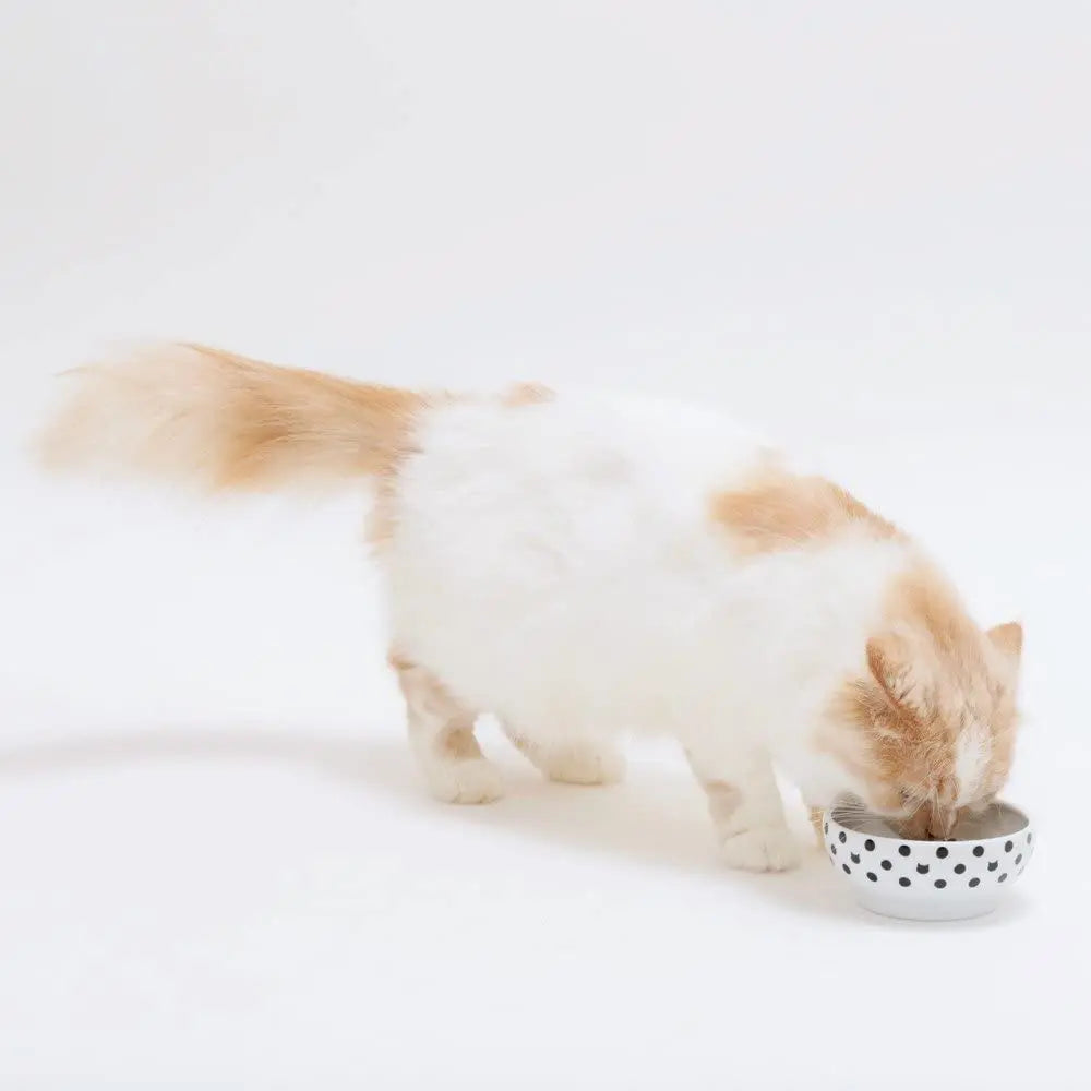 Necoichi voerbak katten - anti-mors - keramisch voerbakje