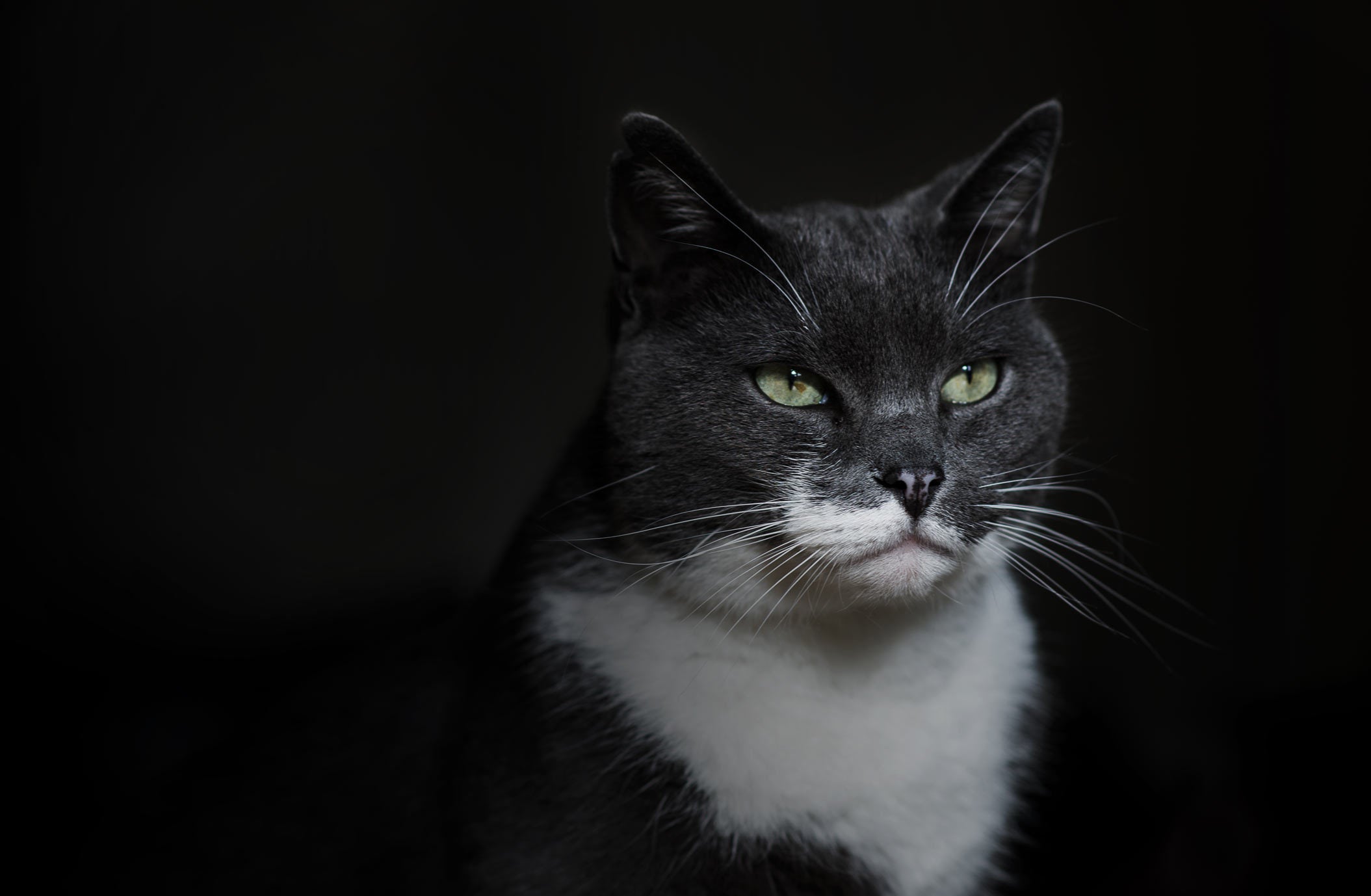 Grijs met witte kat gefotografeerd op zwarte achtergrond