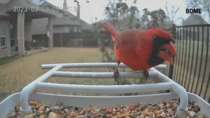 Vogelvoederhuisje - Camera en Audio - AI Vogelherkenning - Hangend